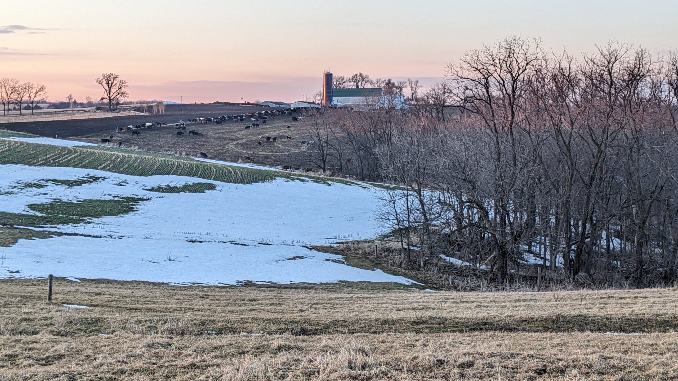 A wide view of a farm with a herd of cows in the distance and patches of snow on the ground.