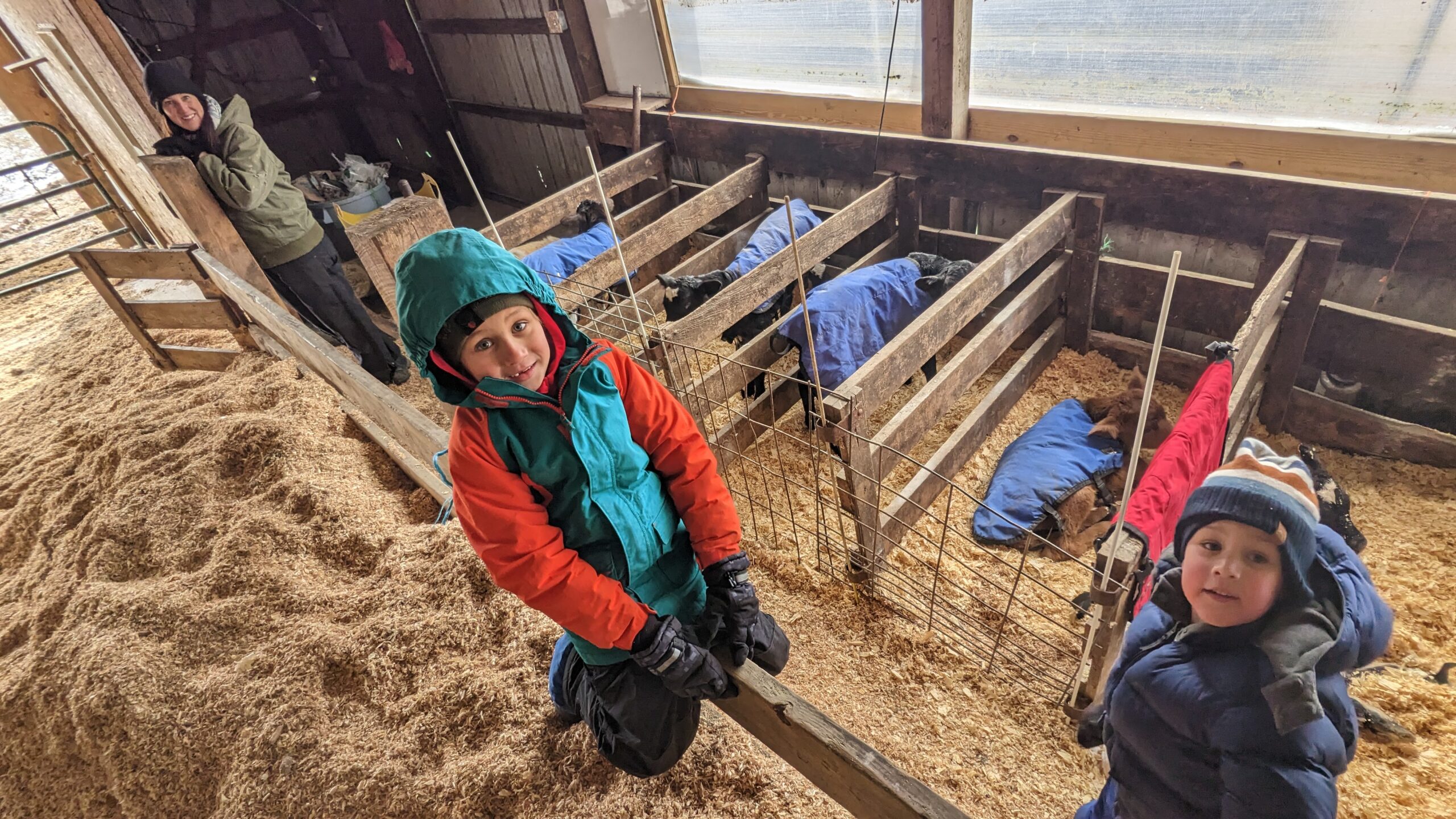 A woman farmer and her two young children, all wearing winter gear, inside a calf shed with a straw-covered ground and four newborn calves in bright blue jackets in the background.