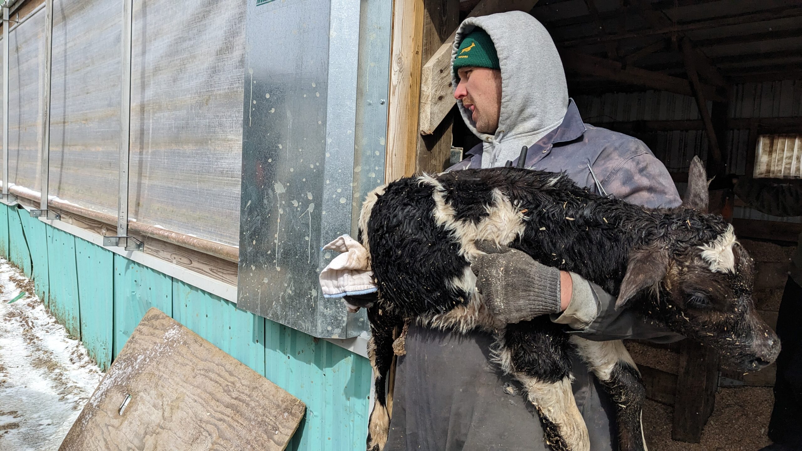 A farmer, wearing a faded blue coverall over a grey hoodie and green winter hat, exits a shed while carrying a black and white newborn calf.