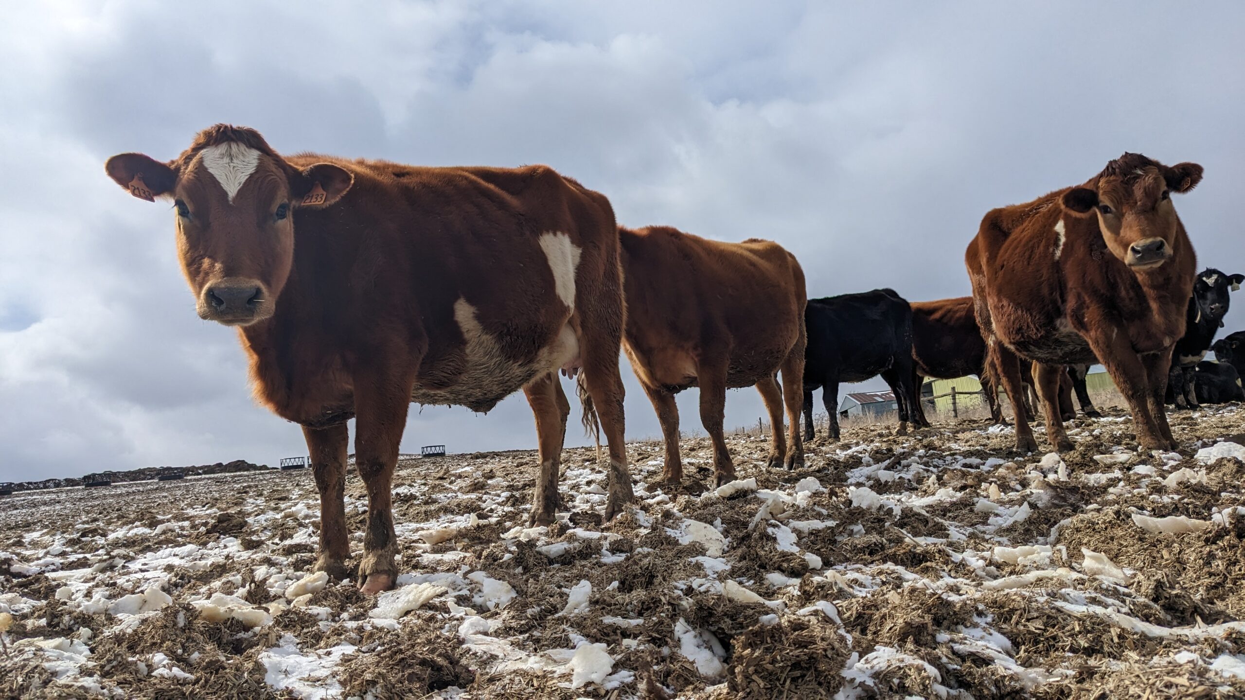 A herd of brown and black cows graze outside during winter, with some snow on the ground.