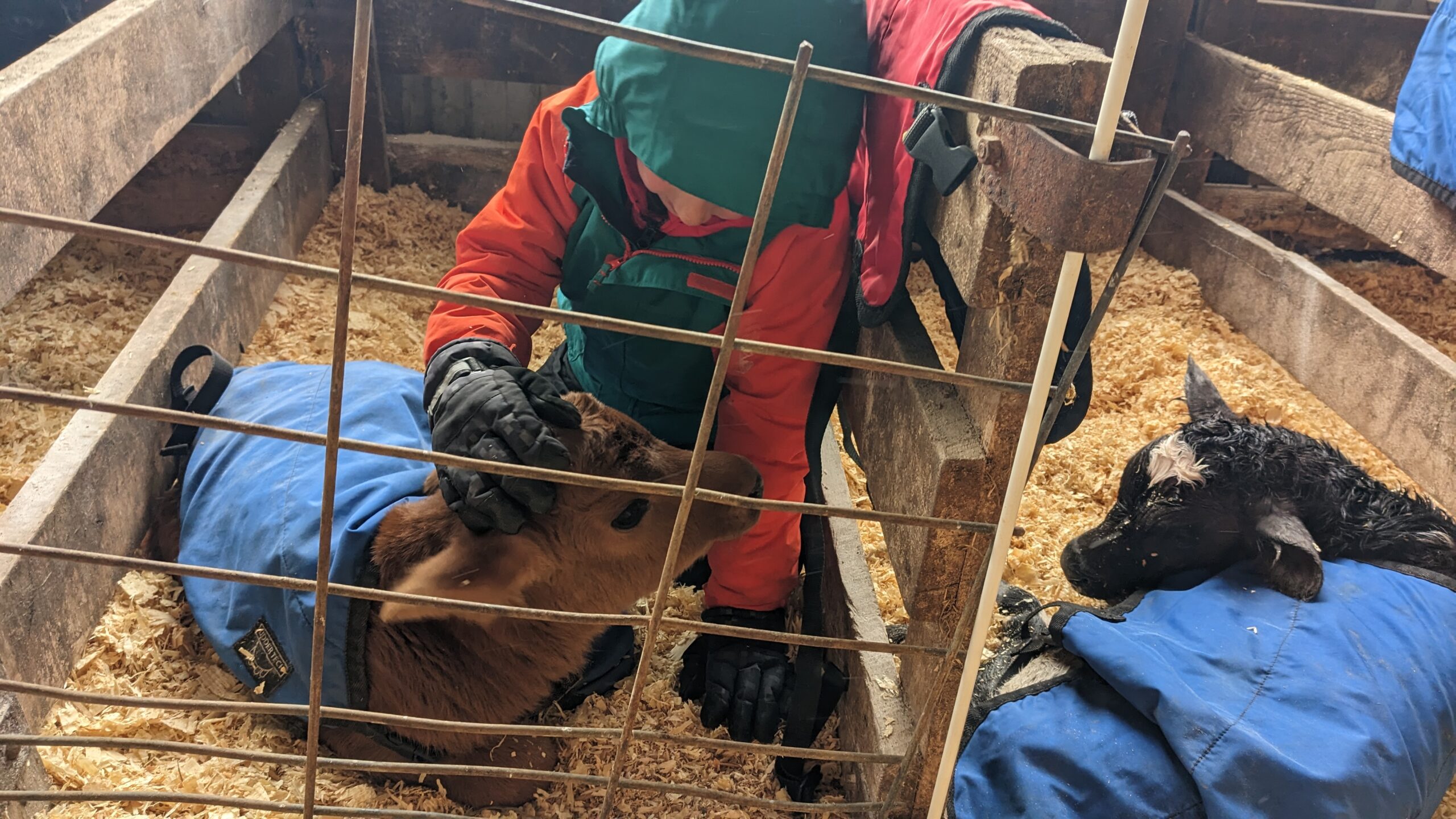 A young child in brightly colored winter gear kneels and pets a newborn calf wearing a bright blue jacket inside a pen, while another calf rests in the next pen.