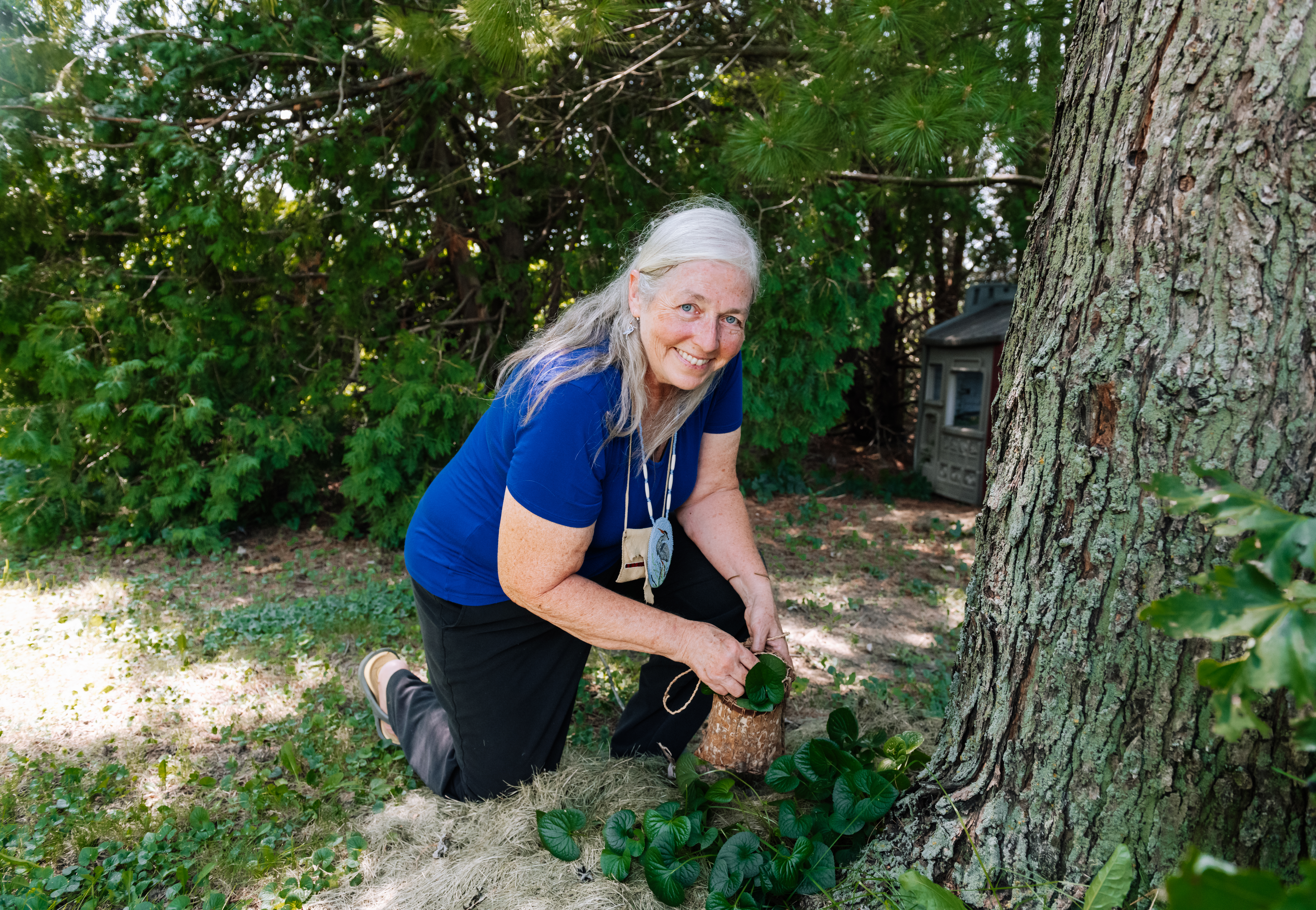 A person of light skin tone and greying long hair smiles as they forage violet leaves in their backyard. They are wearing a bright blue T-shirt and black pants, and are kneeling on one leg to reach the plant.