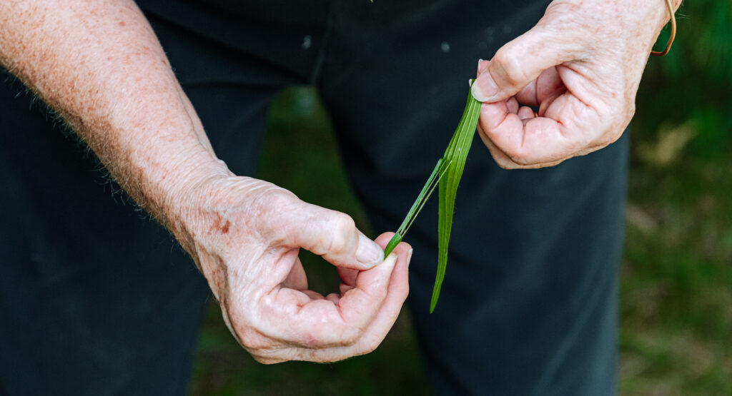 Two hands hold a long-blade plantain leaf. One hand holds the leaf steady as the other pulls a section of it.