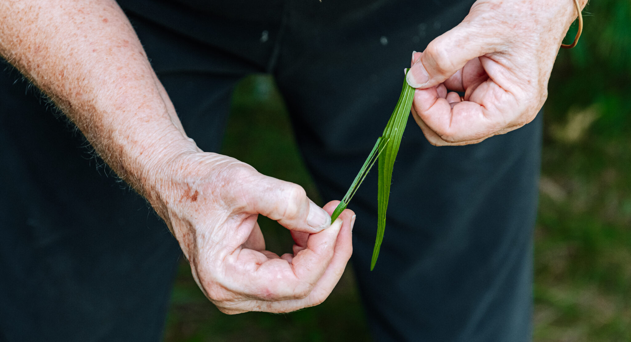 Meet Dani Tippmann, a Native Plant Tradition Bearer in Indiana - Arts ...