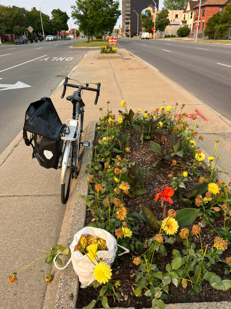 A bicycle parked against a median curb beside a bed of yellow flowers. There is a plastic bag by the flower bed filled with withering flowers.