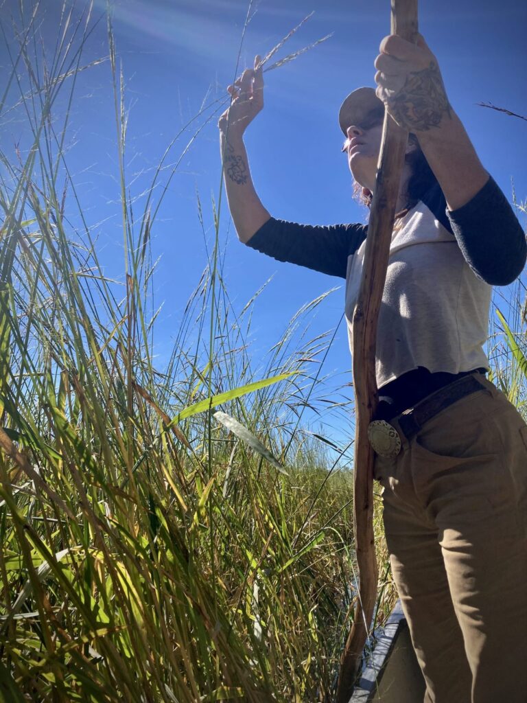 A person in sunglasses and a baseball hat stands in a canoe inspecting the wild rice plant that is nearly as tall as they are in front of a brilliantly blue sky.