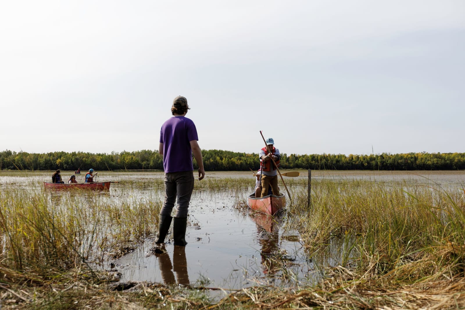 Three canoes in the middle and far distance paddle through wild rice beds in a shallow lake. A person stands with their pack to the camera in black rainboots and a purple t-shirt ankle-deep in the lake.