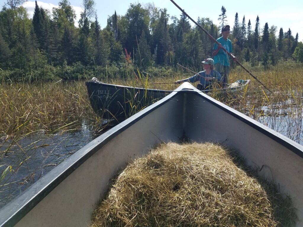 In the foreground a large pile of wild rice grain sits in the bow of canoe. In the background two people, one sitting and one standing, paddle with a long stick in another canoe through a wild rice bed on a shallow looking lake.