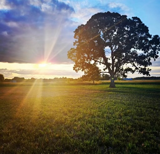 A silhouetted large oak tree in a large field. The sun is shining bright behind it.