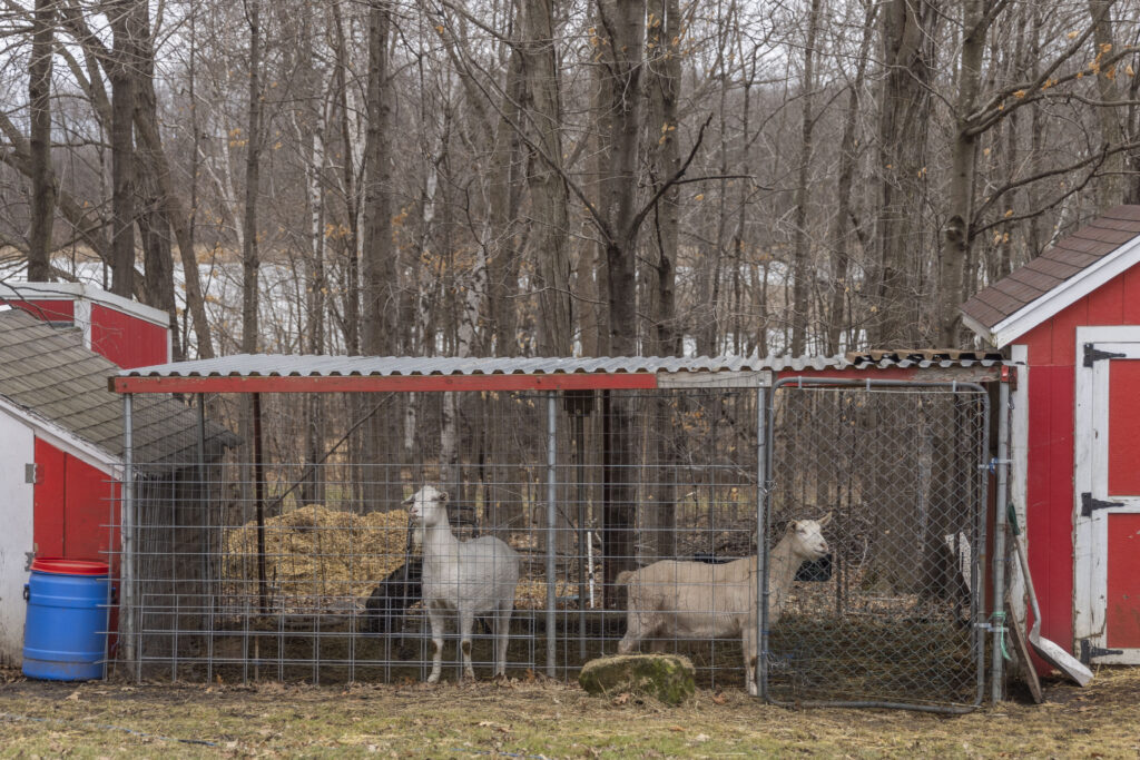 two light-haired goats in their fenced-in area at a farm.