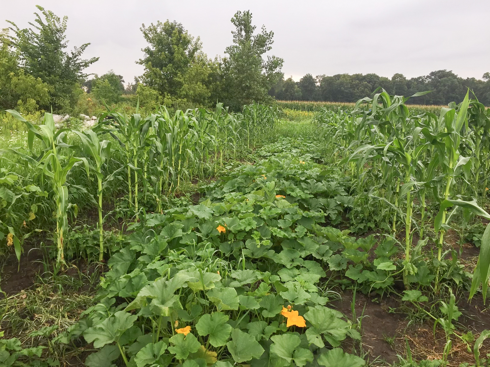 A farm lush with green vegetation. There are rows of squash plants with a few blooms and tall corn.