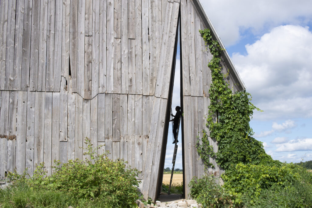 A person on a ladder working inside a triangle shaped gap cut into an old grey barn. There are lush green plants climbing up one side of the barn.