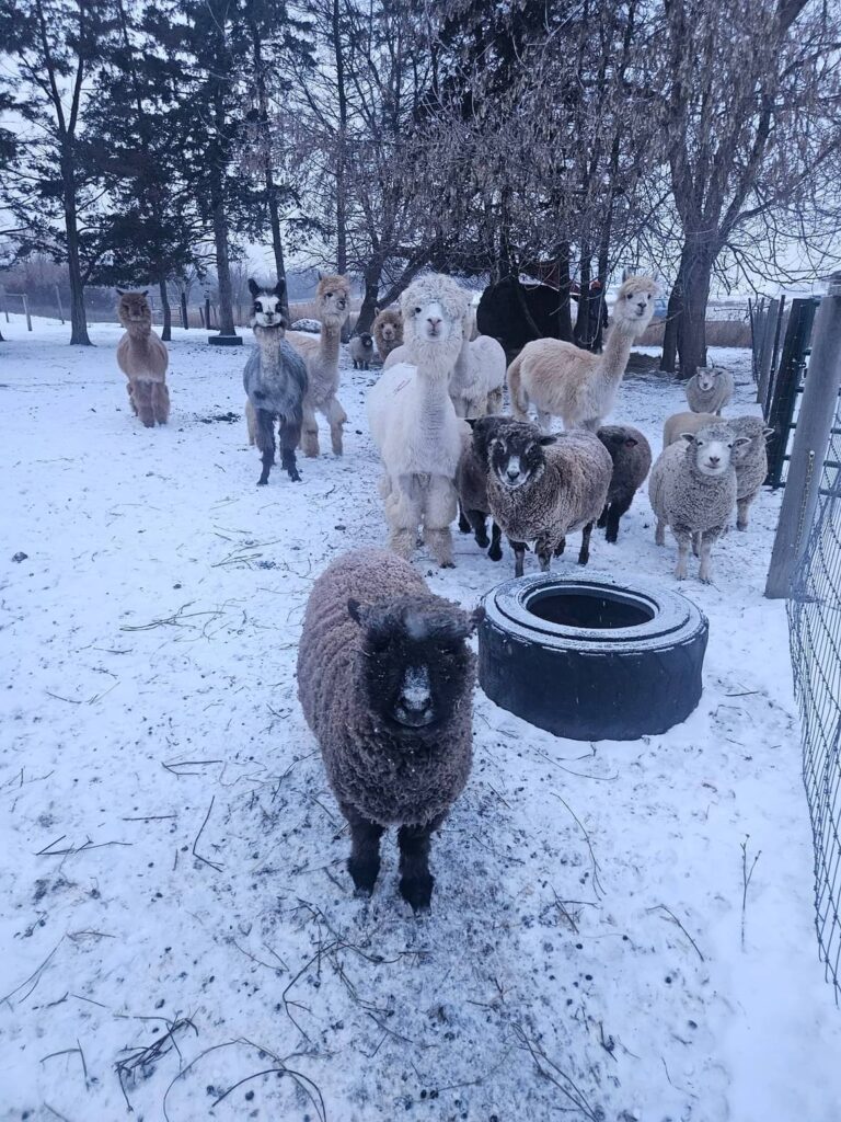 A group of alpaca and sheep outdoors with snow on the ground.