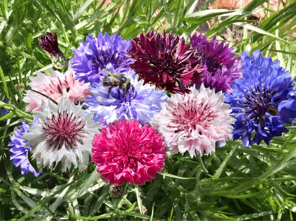 A colorful mix of flowers with a bee resting on one of the blooms.