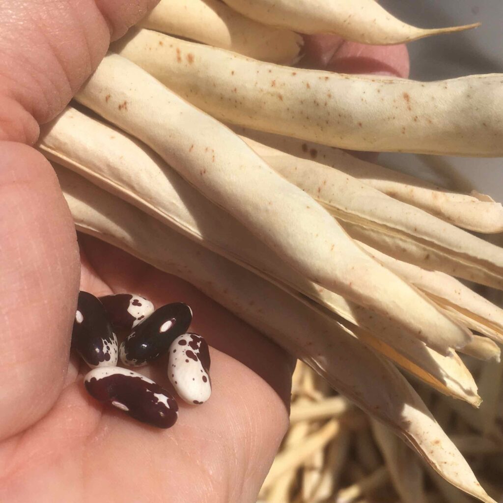 Five spotted beans and several bean pods held by a hand.