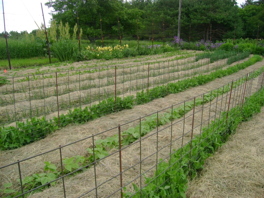 A garden with parallel rows of young plants and flowers. The space between the rows have walking paths covered with dry hay.