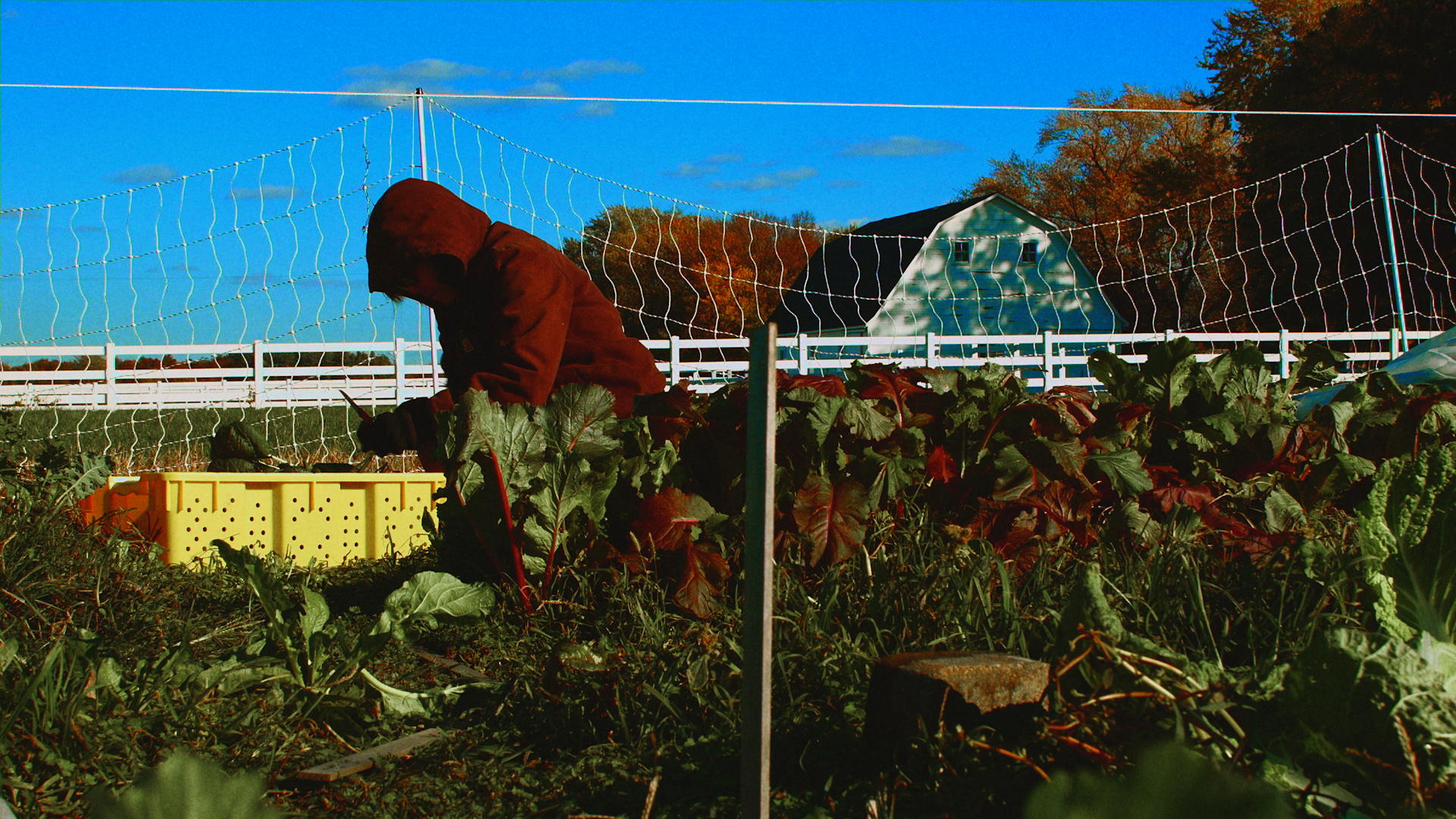 A person wearing a maroon zip-up hoodie with the hood up kneels in a bed of leafy greens and places some in a bright yellow container.