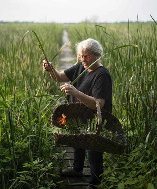 A person with white hair pulled back wearing all black and bright red glasses stands in the center of a narrow wooden boardwalk that cuts through a field of tall green reeds on a sunny day. The person holds a wicker basket containing plants and inspects a reed that has been pulled from the ground.