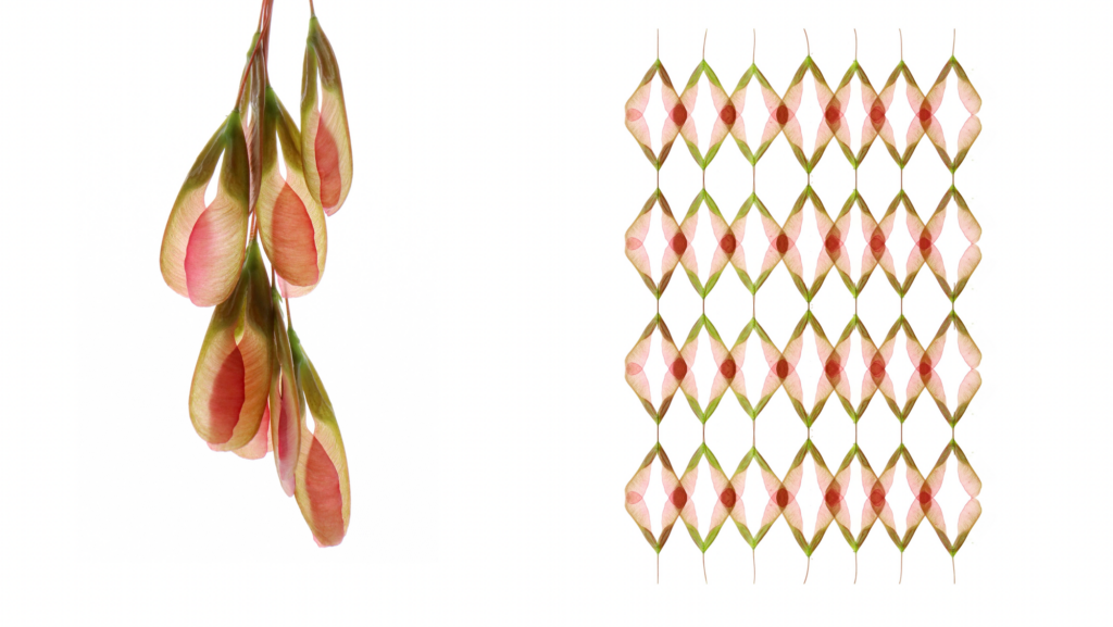 On the left, a close-up image of maple seed clusters. They are green at the top and transition into a pale yellow and dark pink. On the right, the seed clusters form four rows of diamonds photographed from farther away.