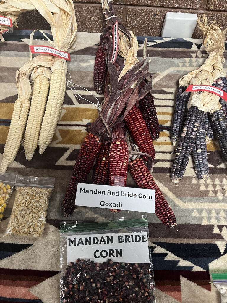 Three bundles of corn are laid out on a patterned blanket. There is white corn, red corn, and a blackish corn. The red corn has a label on top of it that reads "Mandan Red Bride Corn Goxadi."