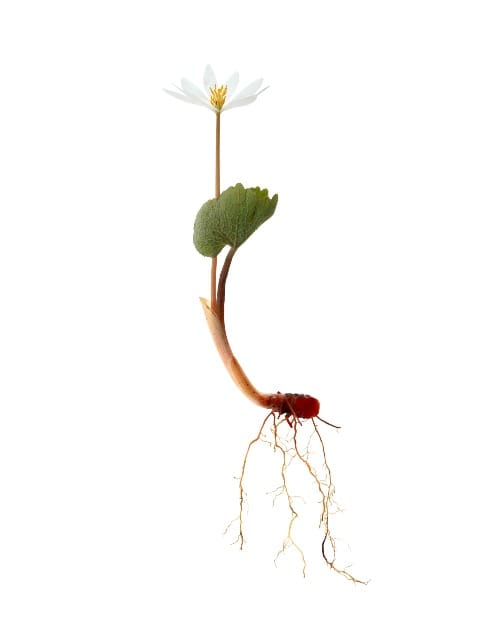 A plant with red roots and a white flower isolated on a white backdrop.