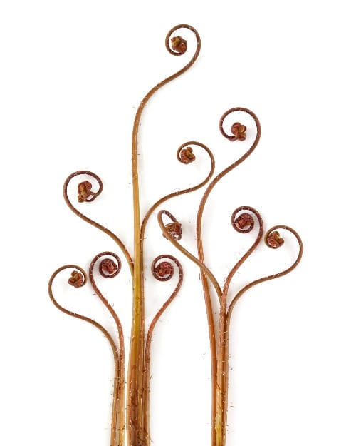 Ten curled reddish brown plants of varying heights isolated on a white backdrop.