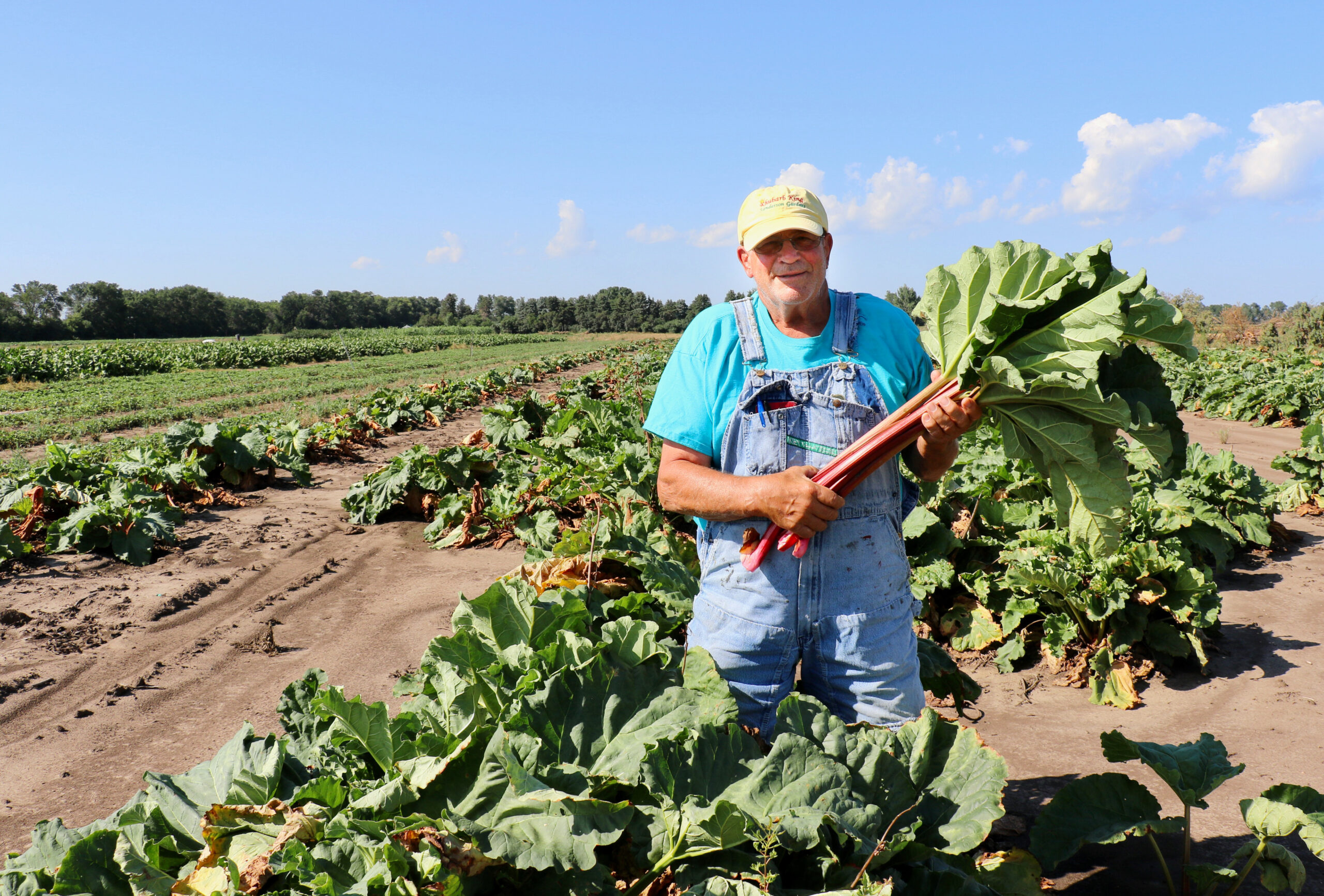 A person wearing a yellow baseball hat, bright blue tshirt and light blue denim overalls stands in a field of rhubarb holding large harvested stalks of rhubarb.