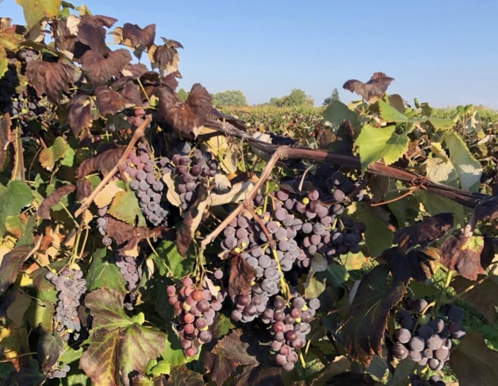 Dark grapes growing in bunches on a vine with dark and green leaves.