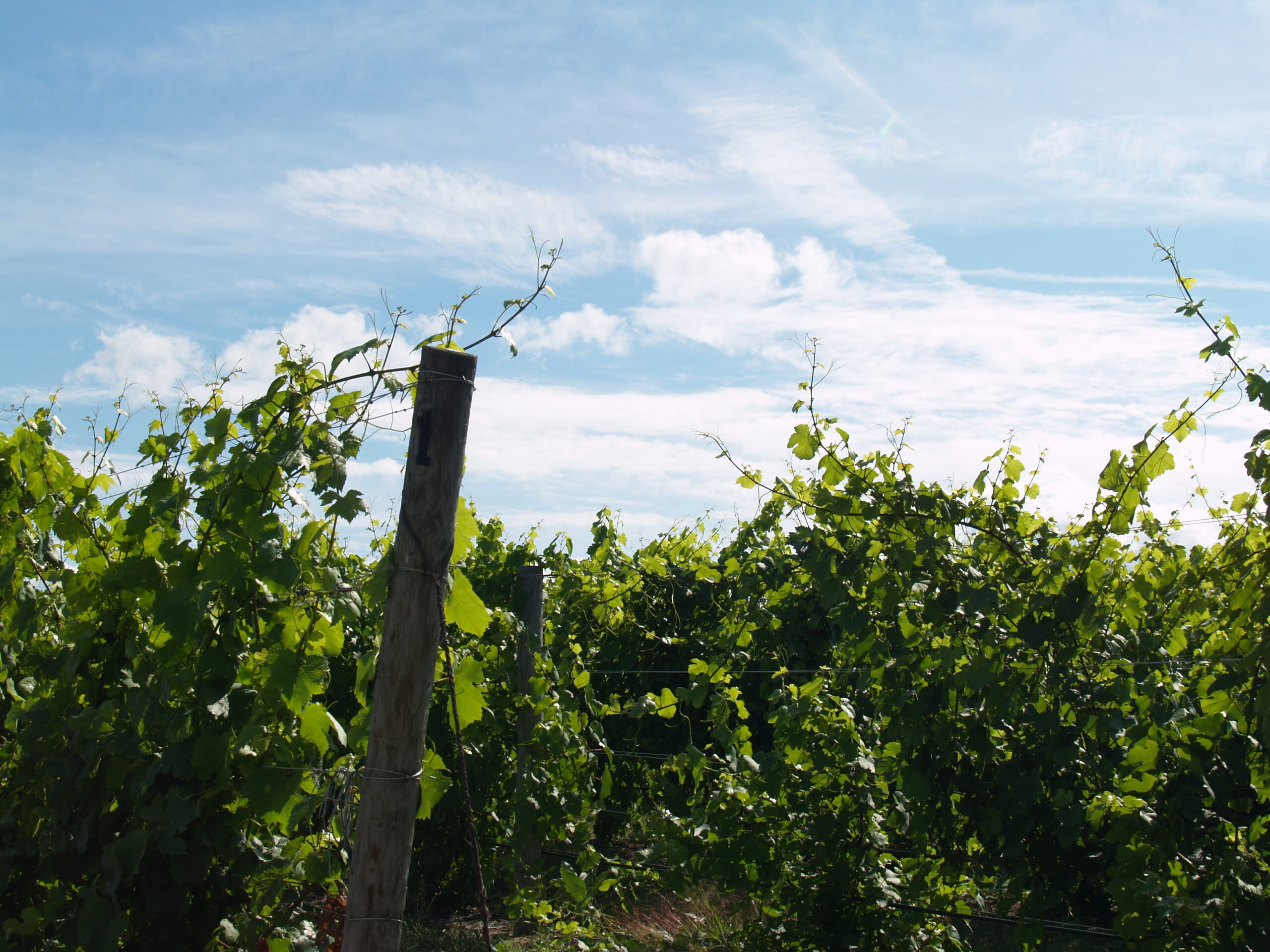 A view of a vineyard with lush green grape vines under a light blue sky.