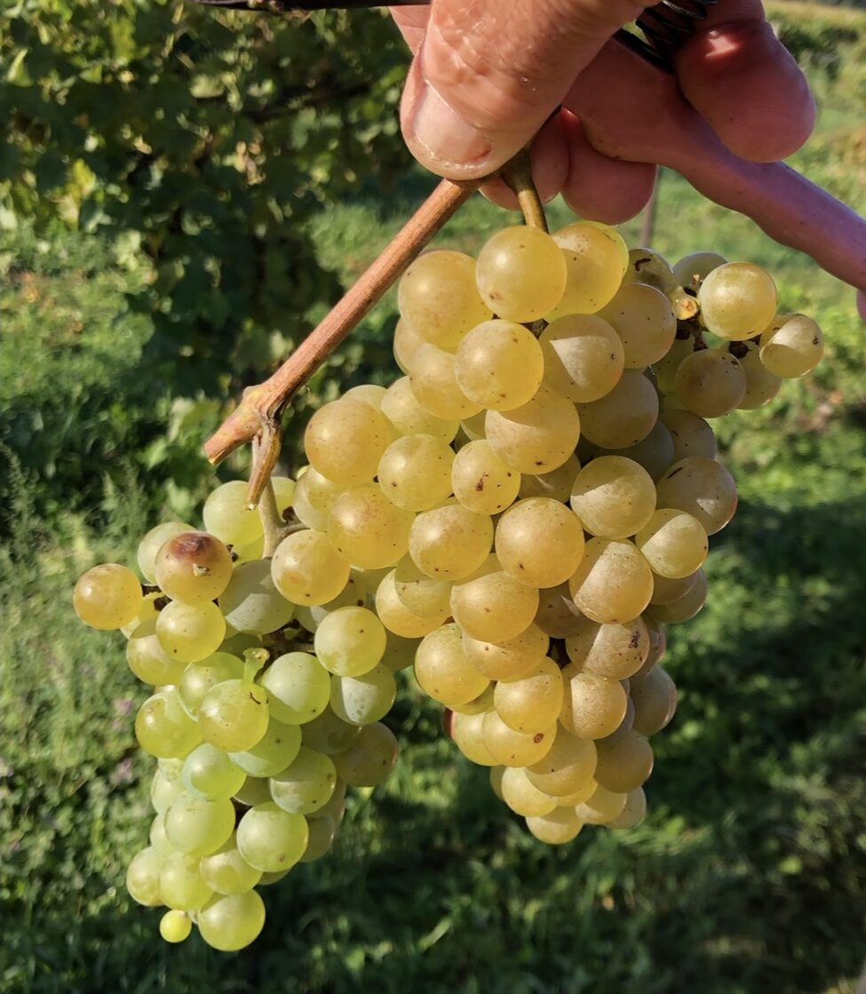 A hand holding a bunch of green and yellow grapes on a single vine.