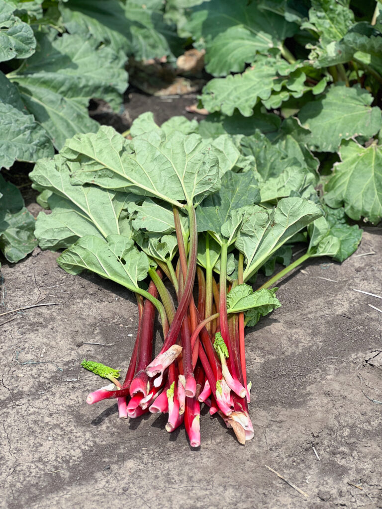 Harvested rhubarb with green leaves and deep red stalks placed together on a dry dirt ground.