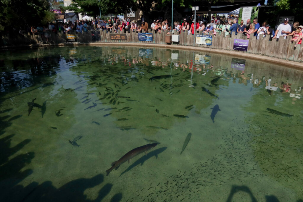 A sizable pond filled with various freshwater fish, with people looking on from behind a fence.