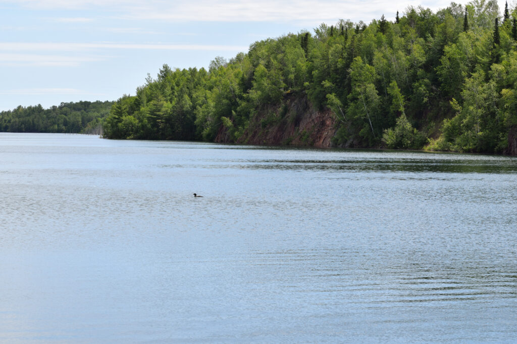 A lone bird on a lake with the shore of thick green trees in view.