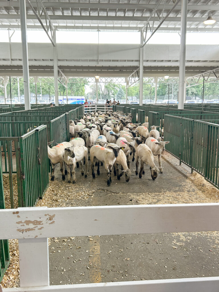 A herd of white lambs with dark ears and feet gather inside an animal enclosure.