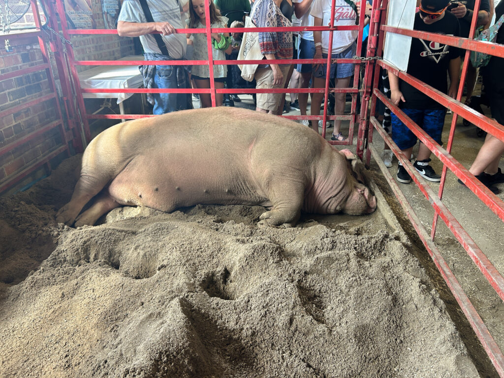 A large animal sleeping on a sandy surface inside an enclosure made of red metal beams. People are standing around and looking at the animal.