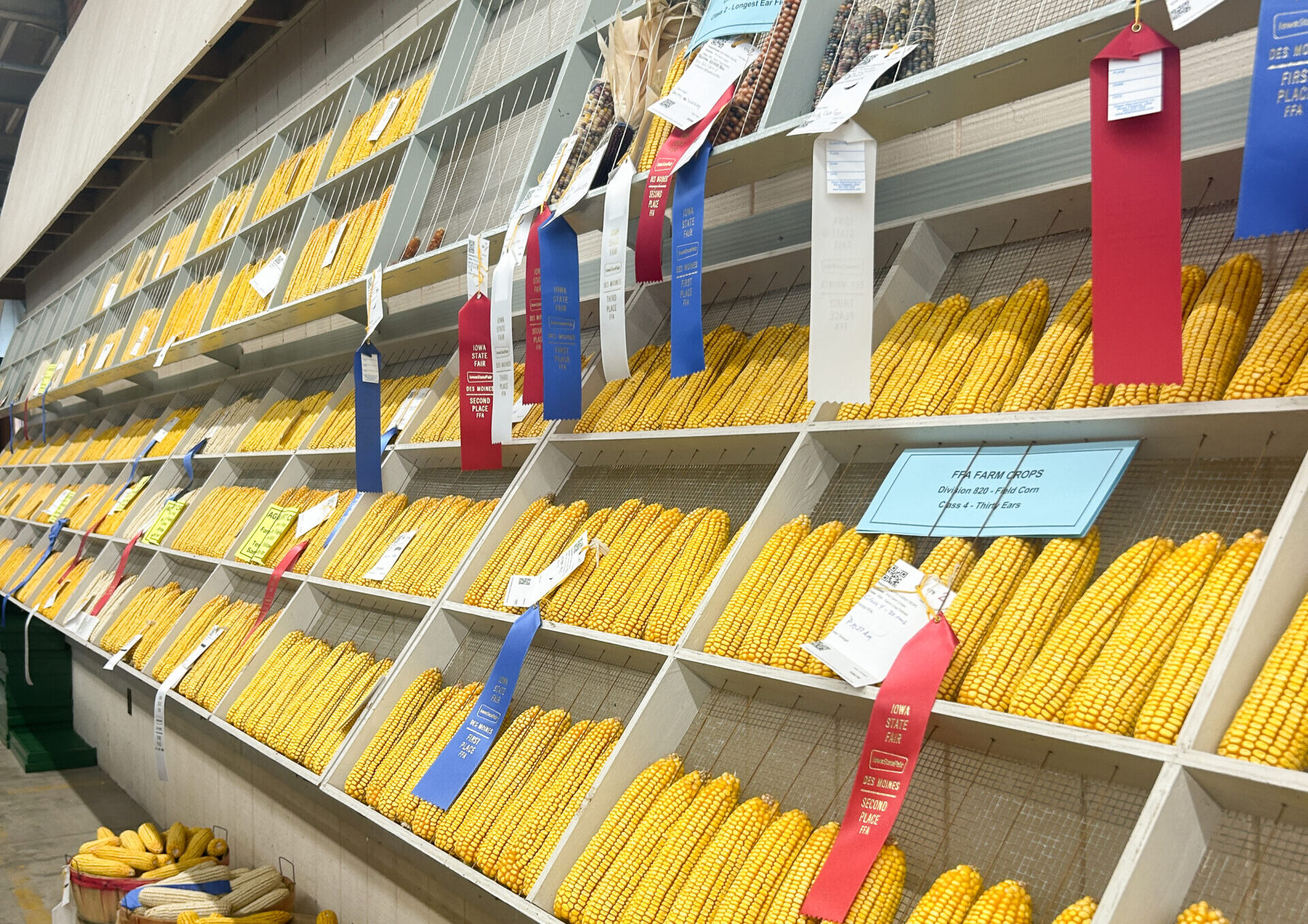 A floor to ceiling display of corn cobs. Some have blue, red, and white ribbons attached to them.