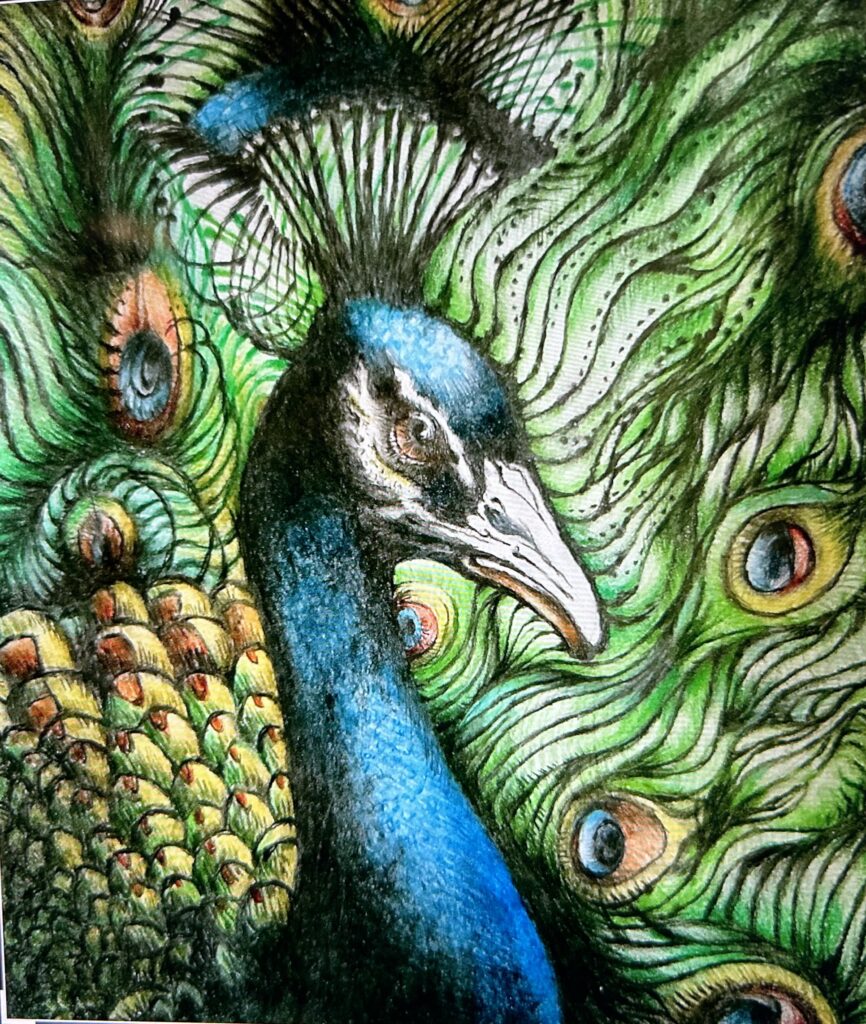 A colored pencil drawing of a peacock's head and feathery tail, undulating in waves behind the bird.