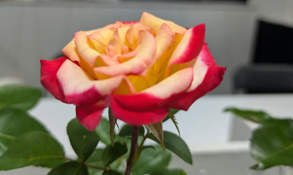 A blooming rose flower with yellow and red petals.