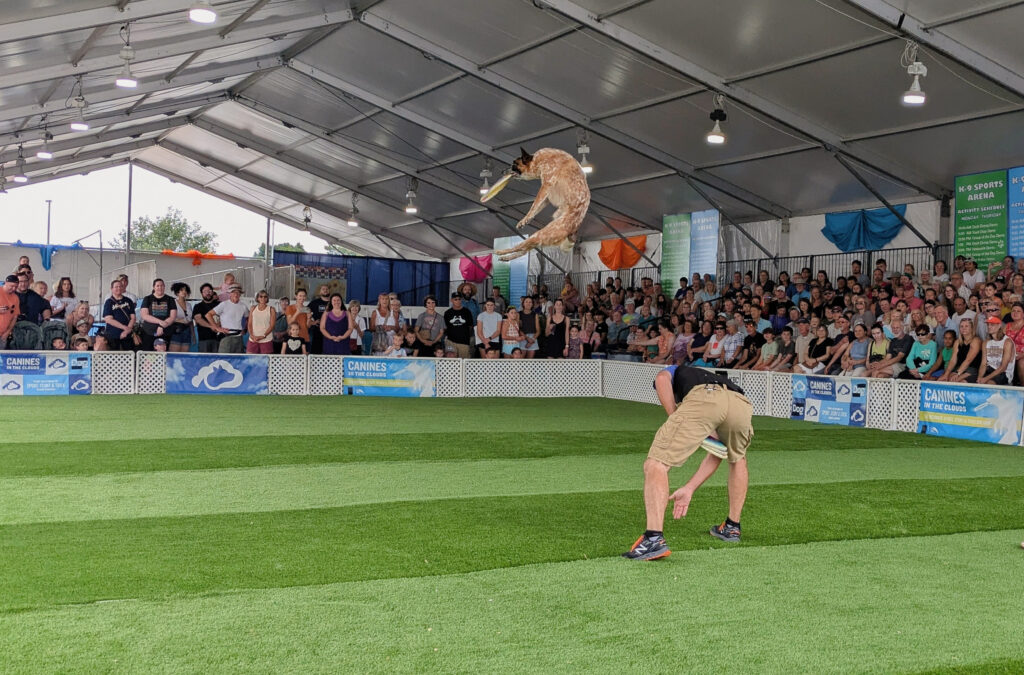 A dog mid-air catches a frisbee as a person is positioned by them. There is a crowd of people all around watching the spectacle.