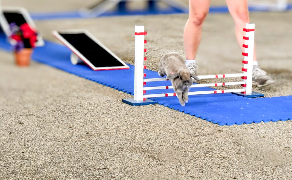 A small grey rabbit with floppy ears jumps over an obstacle course.