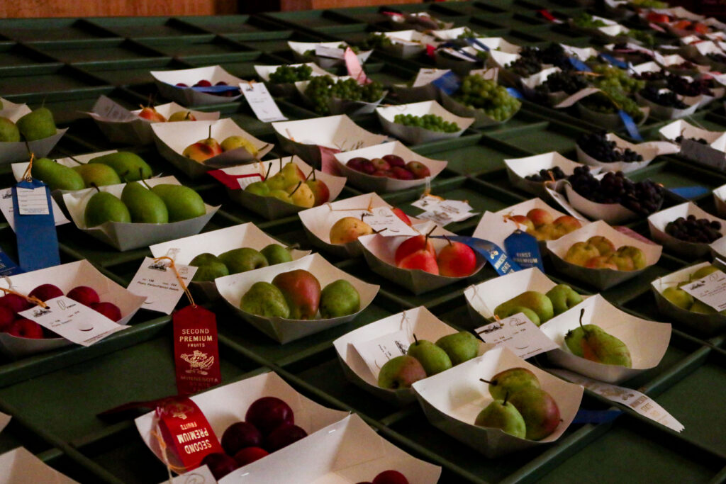 Trays of different colored apples, pears, and grapes lay on a shelf.