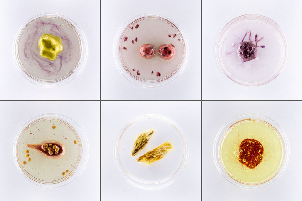 Six petri dishes seen from above with colorful ceramic cells and mixed-media dye within