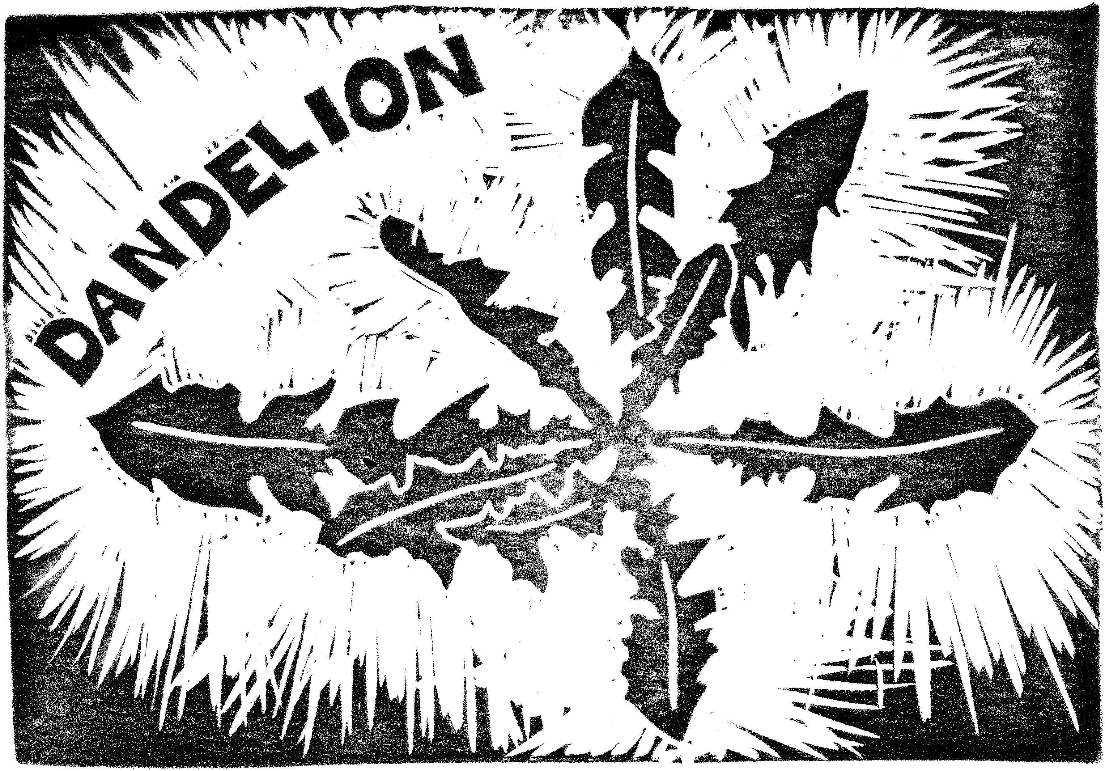 A black and white hand-carved block print depicting long sharp-edged leaves. There is bold all-caps lettering that reads "dandelion" on the top left corner.