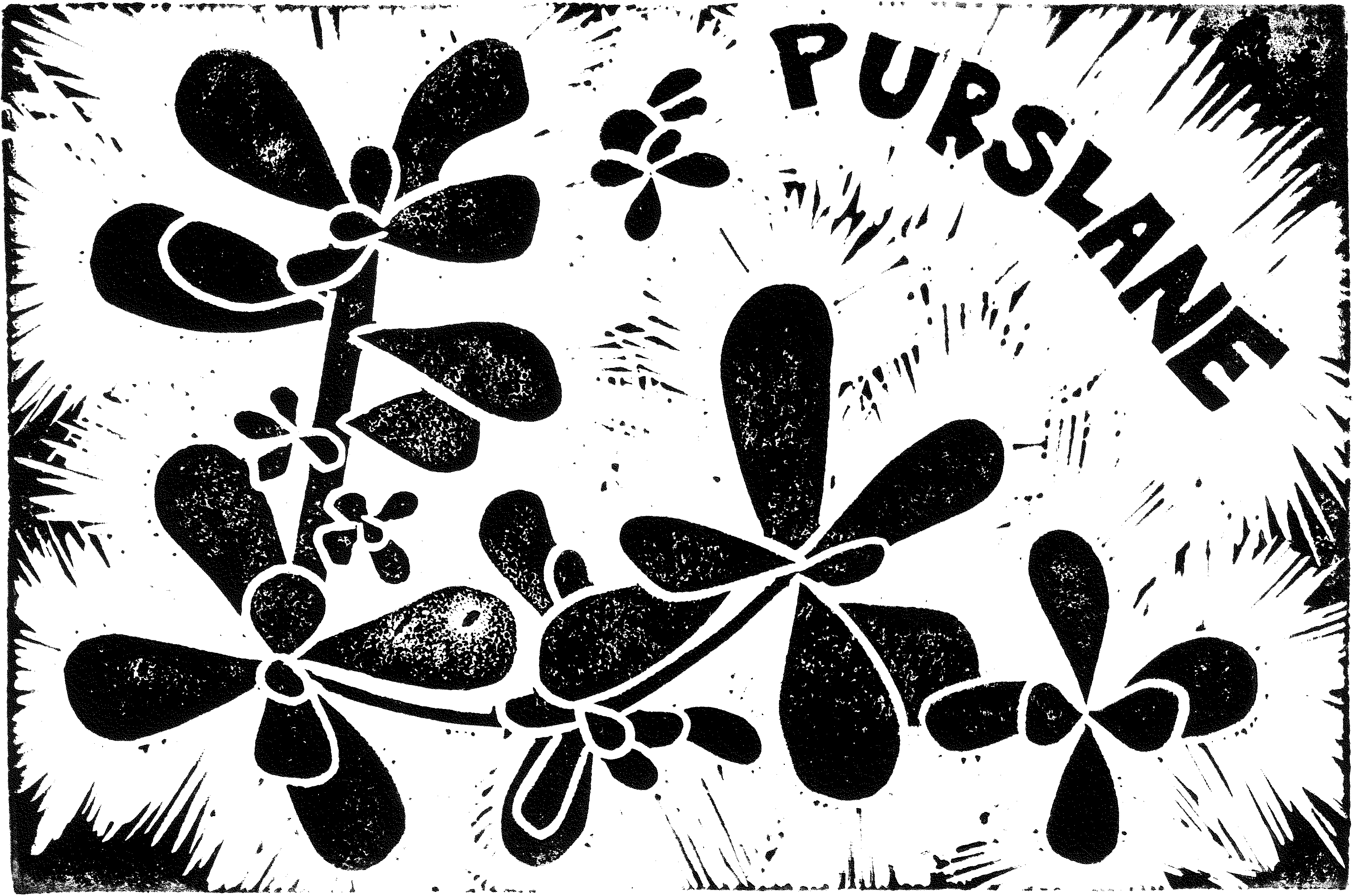 A black and white hand-carved block print depicting a plant with small oval leaves. There is bold all-caps lettering that reads "purslance" on the top right corner.