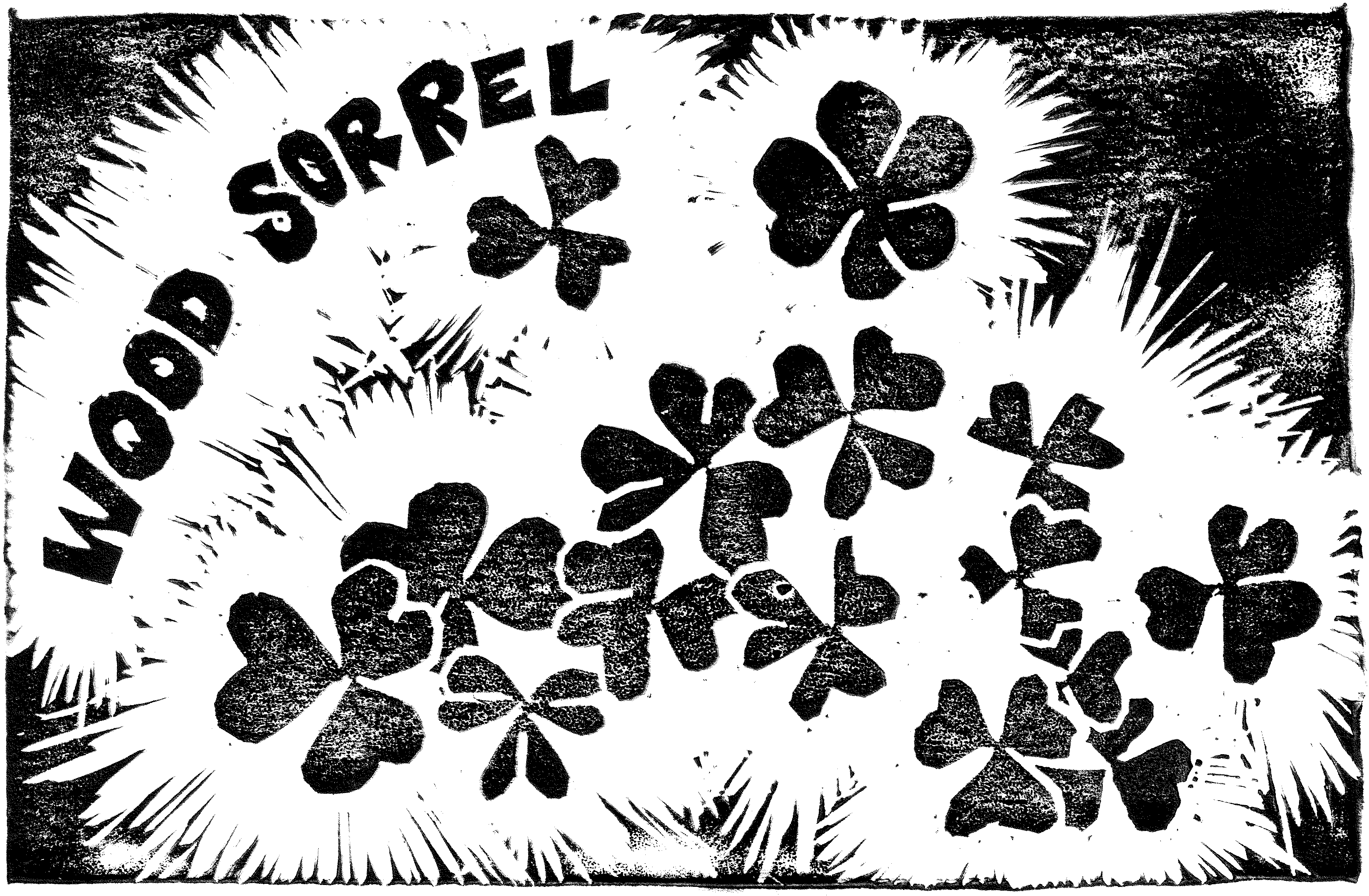 A black and white hand-carved block print depicting clover-like leaves. There is bold all-caps lettering that reads "wood sorrel" on the top left corner.