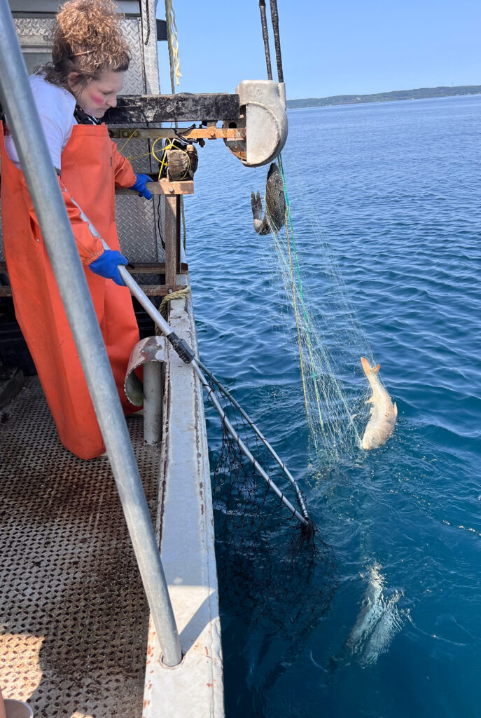 A person wearing bright orange rubber overalls standing on the side of a boat. They are holding a net and watching fish they have caught.