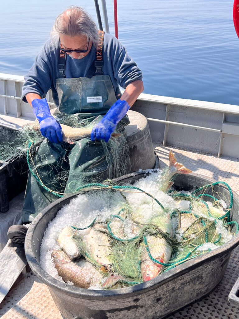 A person wearing dark rubber overalls removing fish from a net.