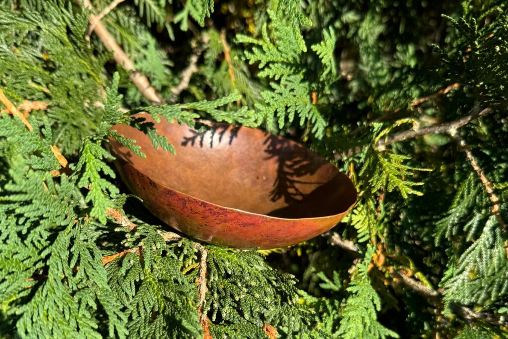 A side view of a naturally patinaed copper bowl, resting among green cedar branches in the bright sunshine.