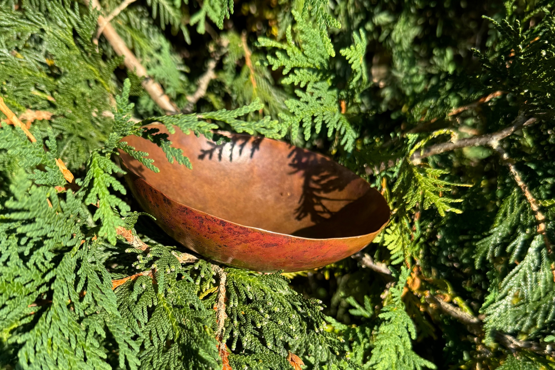 A side view of a naturally patinaed copper bowl, resting among green cedar branches in the bright sunshine.