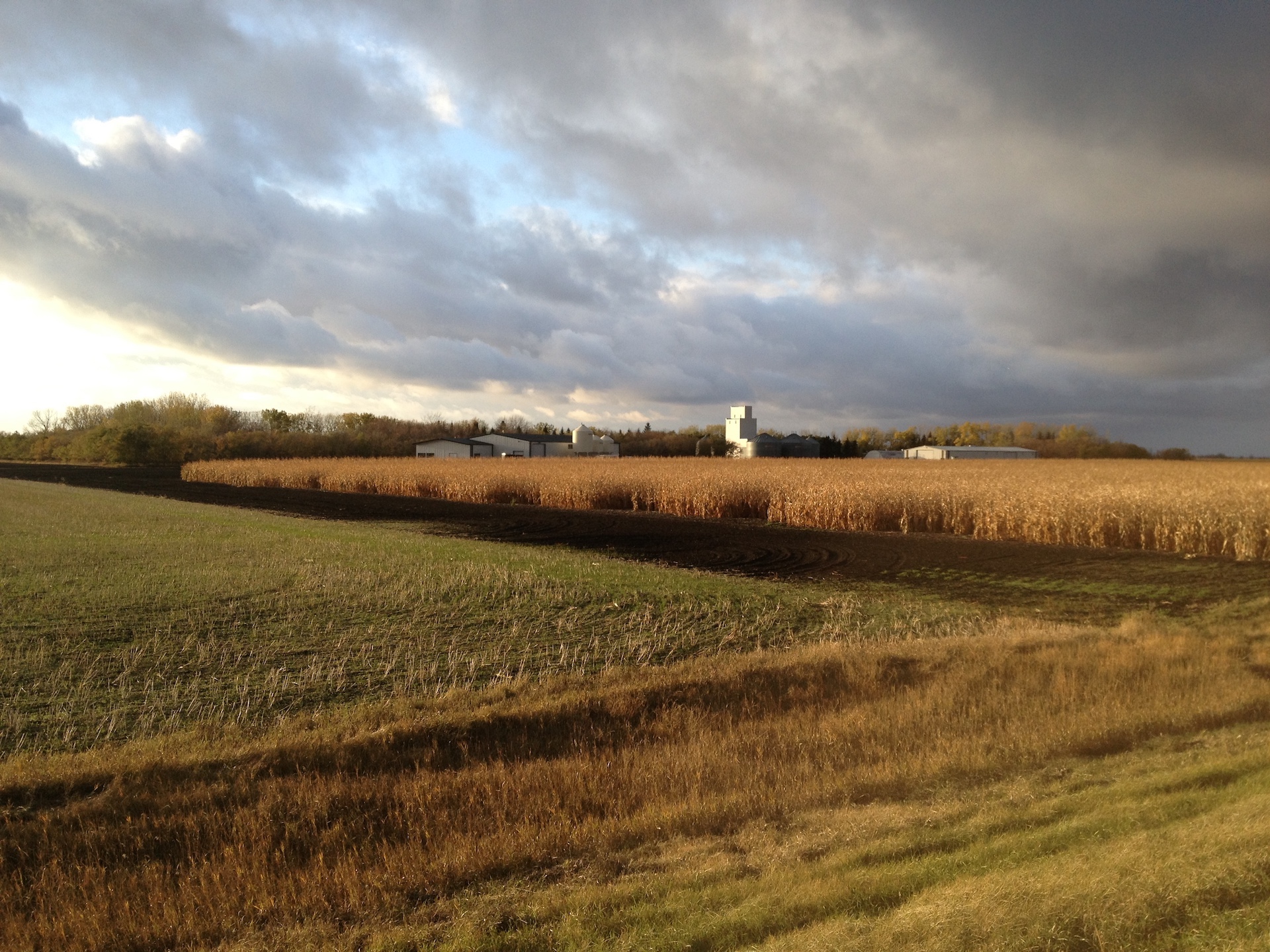 The expanse of a farm field with golden hued crop and farm buildings in the far background.